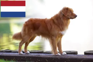Lire la suite à propos de l’article Nova Scotia Duck Tolling Retriever éleveurs et chiots aux Pays-Bas