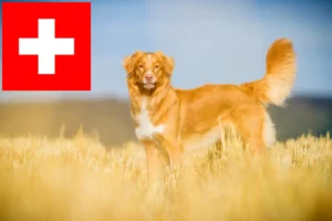 Lire la suite à propos de l’article Nova Scotia Duck Tolling Retriever Éleveurs et chiots en Suisse