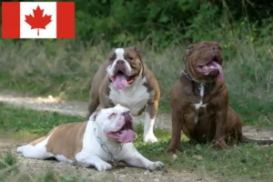 Lire la suite à propos de l’article Olde English Bulldog éleveurs et chiots au Canada