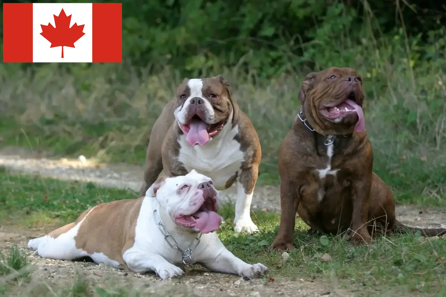 Olde English Bulldog chiots et éleveurs Canada Ici, tu trouveras des éleveurs de Olde English Bulldogs au Canada.