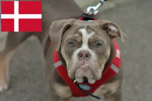 Lire la suite à propos de l’article Olde English Bulldog éleveurs et chiots au Danemark