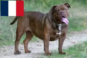 Lire la suite à propos de l’article Olde English Bulldog éleveurs et chiots en France