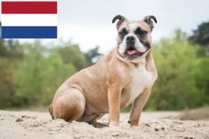 Lire la suite à propos de l’article Olde English Bulldog éleveurs et chiots aux Pays-Bas