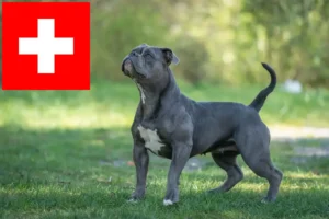 Lire la suite à propos de l’article Olde English Bulldog éleveurs et chiots en Suisse