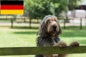 Lire la suite à propos de l’article Éleveurs de chiens loutres et chiots en Allemagne