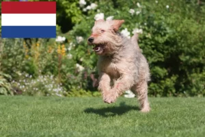 Lire la suite à propos de l’article Éleveurs de chiens loutres et chiots aux Pays-Bas