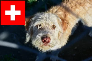 Lire la suite à propos de l’article Éleveurs de chiens loutres et chiots en Suisse