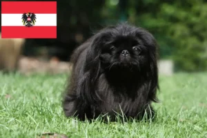 Lire la suite à propos de l’article Éleveurs de Pékinois et chiots en Autriche