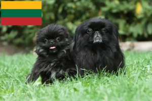 Lire la suite à propos de l’article Éleveurs de Pékinois et chiots en Lituanie