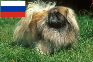 Lire la suite à propos de l’article Éleveurs de Pékinois et chiots en Russie