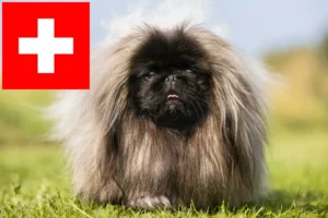 Lire la suite à propos de l’article Éleveurs de Pékinois et chiots en Suisse