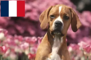 Lire la suite à propos de l’article Perdigueiro Português Éleveurs et chiots en France
