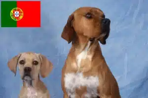 Lire la suite à propos de l’article Perdigueiro Português Éleveurs et chiots au Portugal