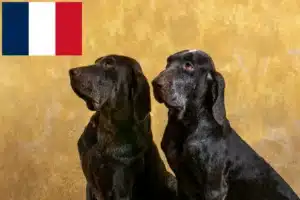 Lire la suite à propos de l’article Perdiguero de Burgos éleveurs et chiots en France