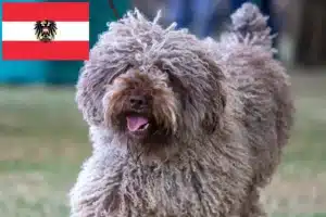 Lire la suite à propos de l’article Perro de Agua Español éleveurs et chiots en Autriche