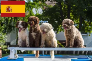 Lire la suite à propos de l’article Perro de Agua Español Éleveurs et chiots en Espagne