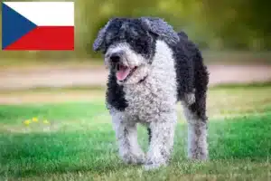Lire la suite à propos de l’article Perro de Agua Español Éleveurs et chiots en République tchèque