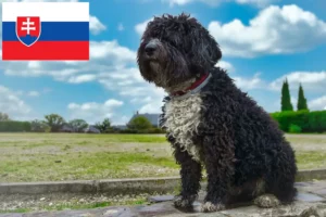 Lire la suite à propos de l’article Perro de Agua Español éleveurs et chiots en Slovaquie
