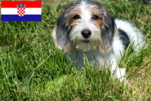 Lire la suite à propos de l’article Petit Basset Griffon Vendéen Éleveurs et chiots en Croatie