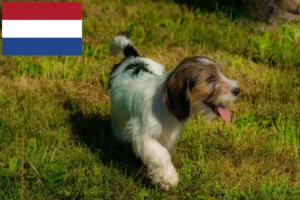 Lire la suite à propos de l’article Petit Basset Griffon Vendéen éleveurs et chiots aux Pays-Bas