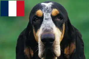 Lire la suite à propos de l’article Petit Bleu de Gascogne Éleveurs et chiots en France