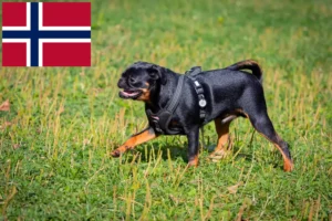 Lire la suite à propos de l’article Éleveurs de Petit Brabançon et chiots en Norvège