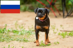 Lire la suite à propos de l’article Éleveurs de Petit Brabançon et chiots en Russie