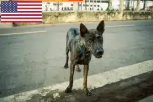 Lire la suite à propos de l’article Phu Quoc Ridgeback éleveurs et chiots aux États-Unis