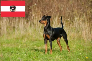 Lire la suite à propos de l’article Éleveurs de Pinscher allemands et chiots en Autriche