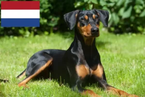 Lire la suite à propos de l’article Éleveurs de Pinscher allemands et chiots aux Pays-Bas