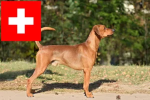 Lire la suite à propos de l’article Éleveurs de Pinscher allemands et chiots en Suisse