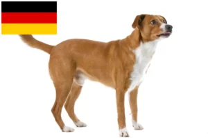 Lire la suite à propos de l’article Éleveurs de Pinscher autrichiens et chiots en Allemagne