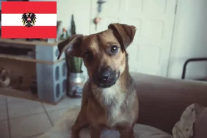 Lire la suite à propos de l’article Éleveurs de Pinscher autrichiens et chiots en Autriche