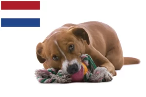 Lire la suite à propos de l’article Éleveurs de Pinscher autrichiens et chiots aux Pays-Bas