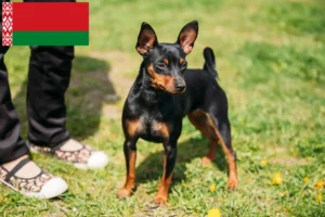 Lire la suite à propos de l’article Éleveurs de Pinscher nains et chiots en Biélorussie