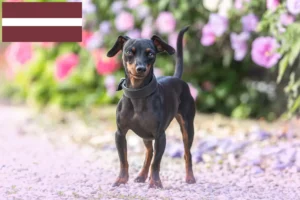 Lire la suite à propos de l’article Éleveurs de Pinscher nains et chiots en Lettonie