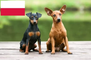 Lire la suite à propos de l’article Éleveurs de Pinscher nains et chiots en Pologne