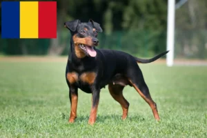 Lire la suite à propos de l’article Éleveurs de Pinscher nains et chiots en Roumanie