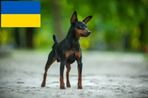 Lire la suite à propos de l’article Éleveurs de Pinscher nains et chiots en Ukraine