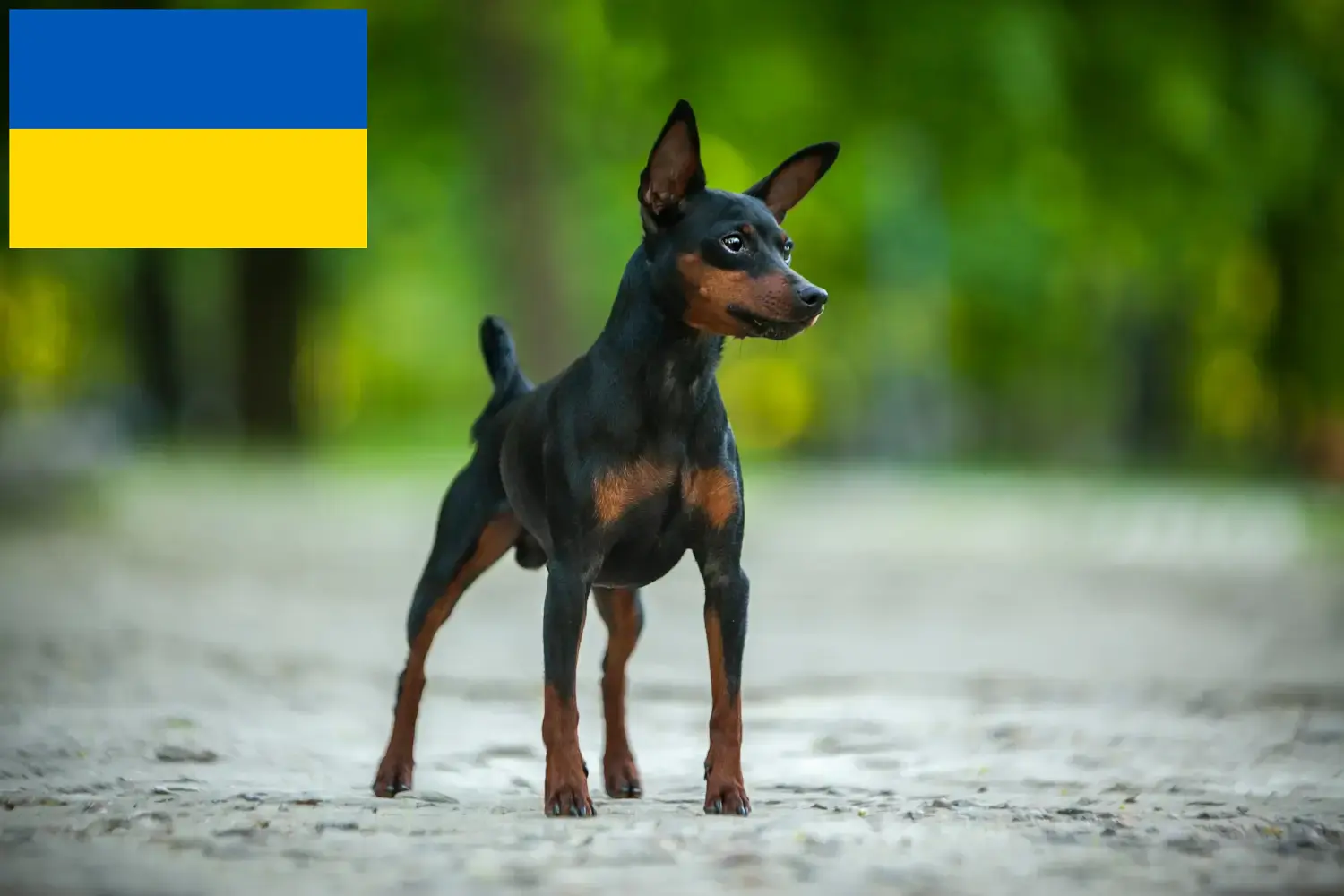 Pinscher nain chiots et éleveurs Ukraine Tu trouveras ici des éleveurs de Pinscher nains en Ukraine.