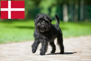 Lire la suite à propos de l’article Éleveurs de Affenpinscher et chiots au Danemark
