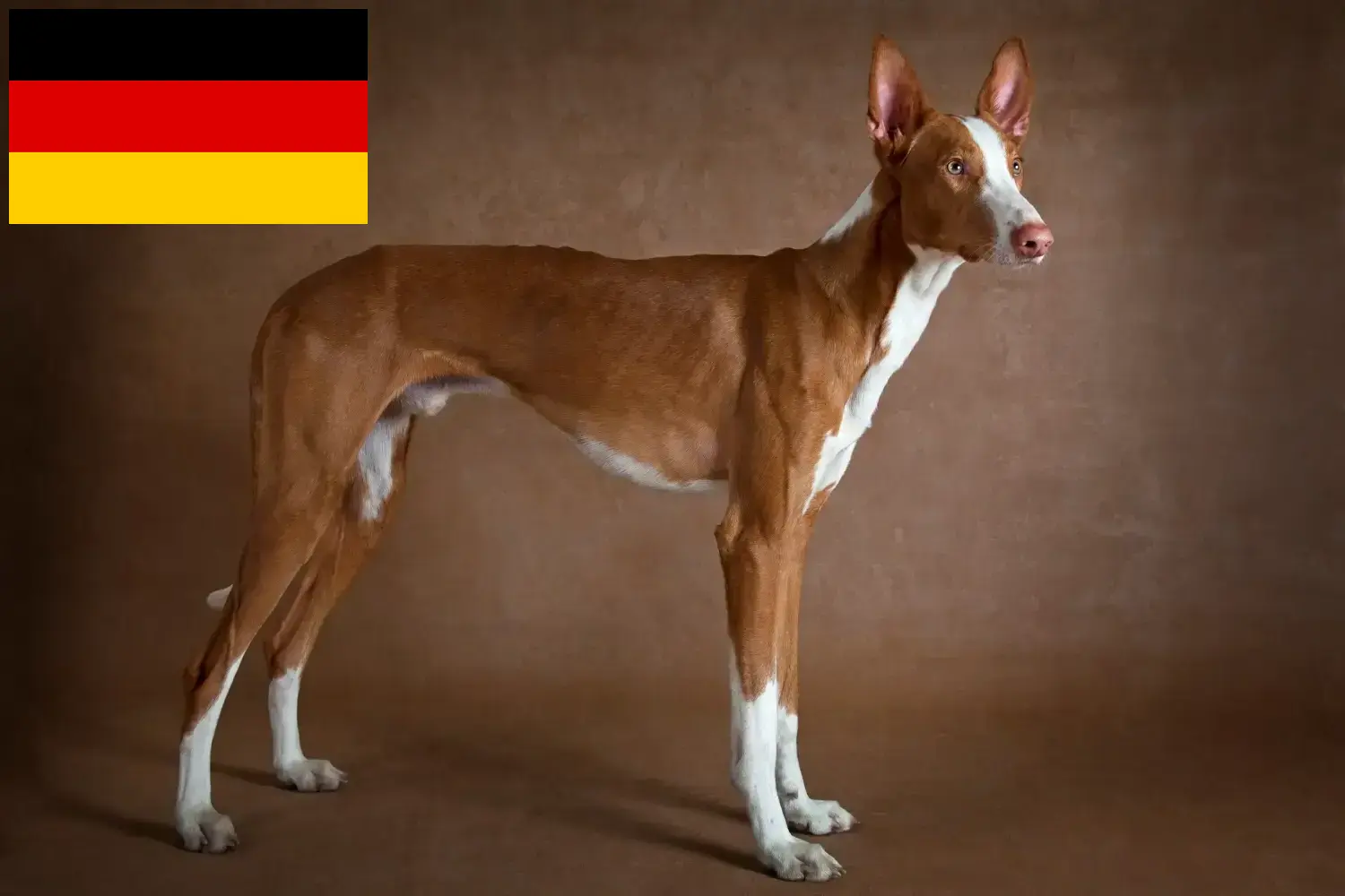 Podenco chiots et éleveurs Allemagne Ici, tu trouveras des éleveurs de Podencos en Allemagne.