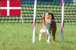Lire la suite à propos de l’article Éleveurs de Podenco et chiots au Danemark