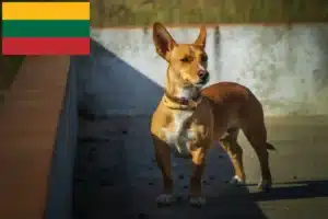 Lire la suite à propos de l’article Éleveurs de Podenco et chiots en Lituanie
