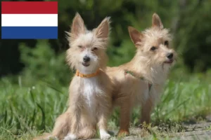 Lire la suite à propos de l’article Éleveurs de Podenco et chiots aux Pays-Bas