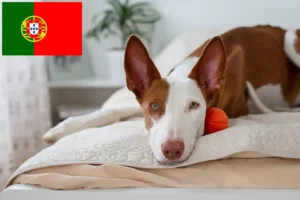 Lire la suite à propos de l’article Éleveurs de Podenco et chiots au Portugal