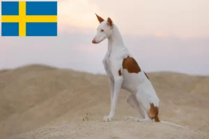 Lire la suite à propos de l’article Éleveurs de Podenco et chiots en Suède