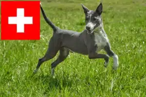 Lire la suite à propos de l’article Éleveurs de Podenco et chiots en Suisse