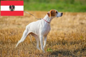 Lire la suite à propos de l’article Pointer anglais éleveurs et chiots en Autriche