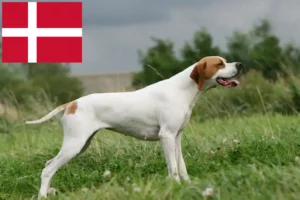 Lire la suite à propos de l’article Pointer anglais éleveurs et chiots au Danemark
